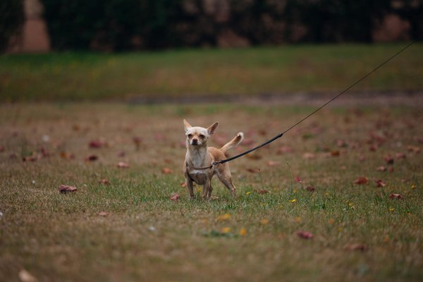 What are the benefits of sustainable practices for UK businesses?